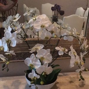 White Orchids in a white round pot